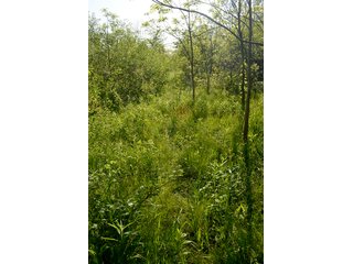 Property photo 56 - LAND AUCTION - 215+/- ACRES OFFERED IN 6 TRACTS IN VAN WERT COUNTY, OHIO